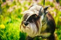 Miniature Schnauzer Dog Sitting In Green Grass Outdoor