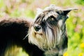 Miniature Schnauzer Dog Sitting In Green Grass Outdoor Royalty Free Stock Photo