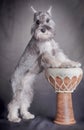 Miniature schnauzer dog stands on a darbuk