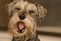 Miniature schnauzer dog yawning Royalty Free Stock Photo