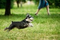 Miniature Schnauzer Dog Or Zwergschnauzer Funny Fast Running Outdoor In Summer Grass Royalty Free Stock Photo