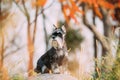 Miniature Schnauzer Dog Or Zwergschnauzer Funny Sitting Outdoor In Autumn Day