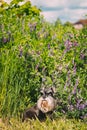 Miniature Schnauzer Dog Or Zwergschnauzer Funny Sitting Outdoor In Green Summer Meadow Grass With Purple Blooming Royalty Free Stock Photo