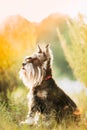 Miniature Schnauzer Dog Or Zwergschnauzer Funny Sitting Outdoor In Green Summer Meadow Grass With Purple Blooming Royalty Free Stock Photo