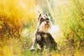 Miniature Schnauzer Dog Or Zwergschnauzer Funny Sitting Outdoor In Green Summer Meadow Grass With Purple Blooming Royalty Free Stock Photo
