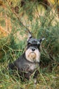 Miniature Schnauzer Dog Or Zwergschnauzer Funny Sitting Outdoor In Summer Green Grass Royalty Free Stock Photo