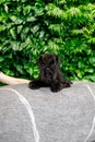 Miniature Schnauzer Dog Or Zwergschnauzer on green background Royalty Free Stock Photo