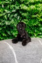 Miniature Schnauzer Dog Or Zwergschnauzer on green background Royalty Free Stock Photo