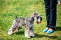 Miniature Schnauzer Dog Zwergschnauzer In Green Grass. Adult Bla Royalty Free Stock Photo