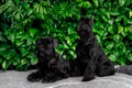 Miniature Schnauzer Dog Or Zwergschnauzer indoor Royalty Free Stock Photo