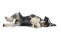 Miniature schnauzer in studio Royalty Free Stock Photo
