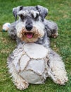 Miniature Schnauzer with its ball