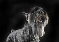 Miniature Schnauzer looking up in a black studio background