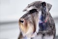 Miniature Schnauzer Portrait Close-up With A Properly Shorn Head According To The Breed Standard