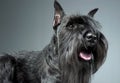 Miniature Schnauzer portrait in a gray studio background