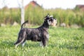 Miniature Schnauzer profile