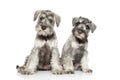 Miniature schnauzer puppies on white background Royalty Free Stock Photo