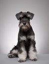 Miniature schnauzer puppy