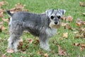 Miniature Schnauzer Puppy Royalty Free Stock Photo