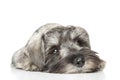 Miniature schnauzer puppy. Close-up Royalty Free Stock Photo