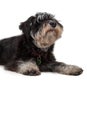 Miniature schnauzer puppy lying on white Royalty Free Stock Photo