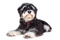 Miniature schnauzer puppy lying on white Royalty Free Stock Photo