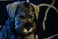 Miniature Schnauzer puppy out of champion parents Royalty Free Stock Photo