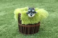 Miniature Schnauzer Puppy Outdoors Royalty Free Stock Photo