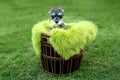 Miniature Schnauzer Puppy Outdoors Royalty Free Stock Photo