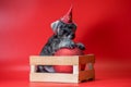 miniature Schnauzer puppy of pepper and salt color sits in a wooden box with a large red Christmas ball Royalty Free Stock Photo