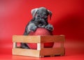 miniature Schnauzer puppy of pepper and salt color sits in a wooden box with a large red Christmas ball Royalty Free Stock Photo