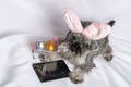 A miniature Schnauzer puppy in pink rabbit ears lying next to a phone and a cart with painted Easter eggs. Easter sale