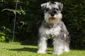 Miniature Schnauzer puppy playing in the garden Royalty Free Stock Photo