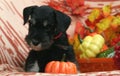 Miniature Schnauzer puppy with pumpkin Royalty Free Stock Photo