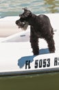 Miniature Schnauzer puppy standing on the deck of a power boat
