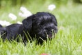 Miniature schnauzer puppy Royalty Free Stock Photo