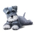 Miniature Schnauzer puppy. Watercolor drawing