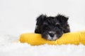 Miniature Schnauzer puppy on a yellow pillow on a white background. Royalty Free Stock Photo