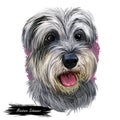 Miniature schnauzer, ratting hound guarding dog zwergschnauzer digital art illustration. German breed of animals closeup