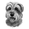 Miniature schnauzer, ratting hound guarding dog zwergschnauzer digital art illustration. German breed of animals closeup portrait Royalty Free Stock Photo