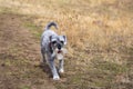 Miniature schnauzer running in the meadow