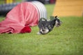 Miniature Schnauzer running on an outdoors agility competition close to the red tunnel