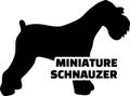 Miniature Schnauzer silhouette real word Royalty Free Stock Photo