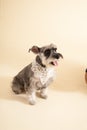 Miniature Schnauzer sit on yellow background