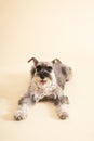 Miniature Schnauzer sit on yellow background