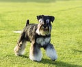 Miniature Schnauzer