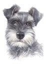 Water colour paintings, small dogs, mini-breeds, Schnauzer 026 Royalty Free Stock Photo