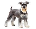 Miniature schnauzer standing and looking at camera, isolated on white background Royalty Free Stock Photo