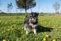 Miniature Schnauzer stands in the grass with dandelions Royalty Free Stock Photo