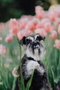 Miniature Schnauzer in the Tulip field in Holland Royalty Free Stock Photo